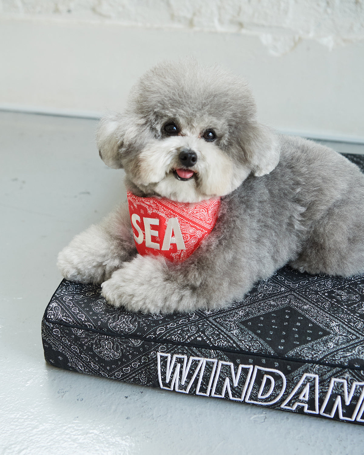WIND AND SEA DOG CUSHION BED ベッド　犬用　チワワ DOG CUSHION BED – WIND AND SEA