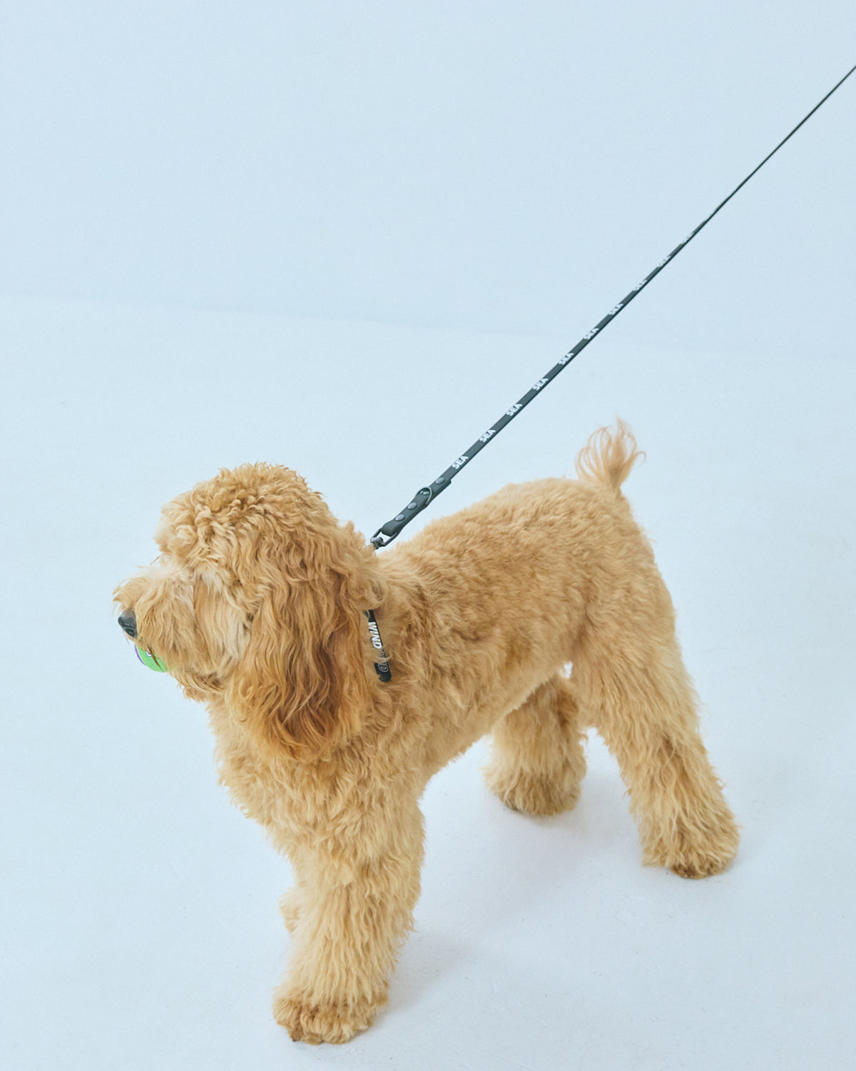 yonder x WDS DOG COLLAR