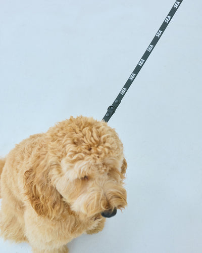 yonder x WDS DOG COLLAR
